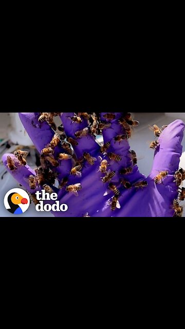 Lady Rescues Bees Off Aircraft Carrier