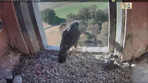 Gaia gets breakfast and Pluto fledges at 41 days old.11-13-19