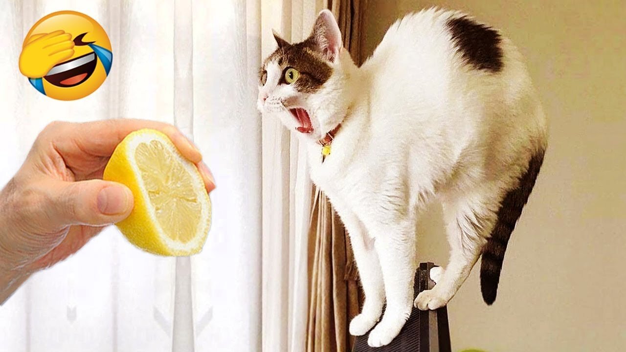 Funny Cute Cats Short Video. Funny Animal Videos.