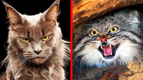 10 Most Dangerous Cat Breeds in the World