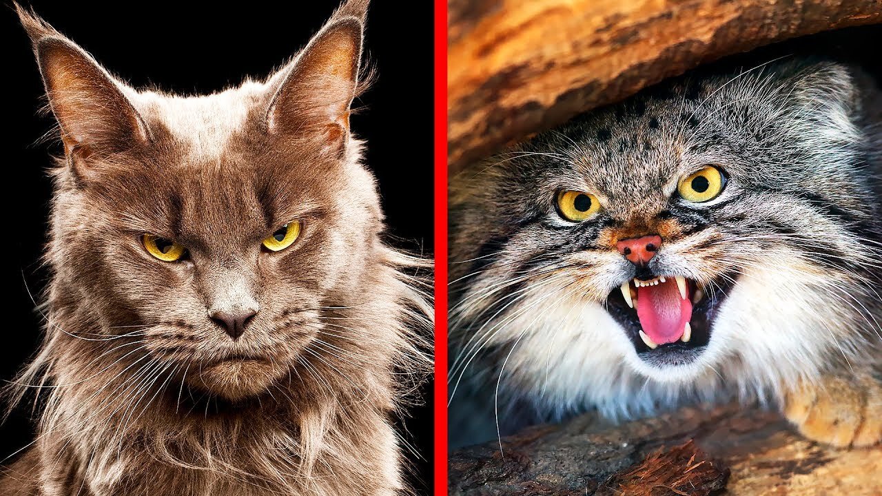 10 Most Dangerous Cat Breeds in the World