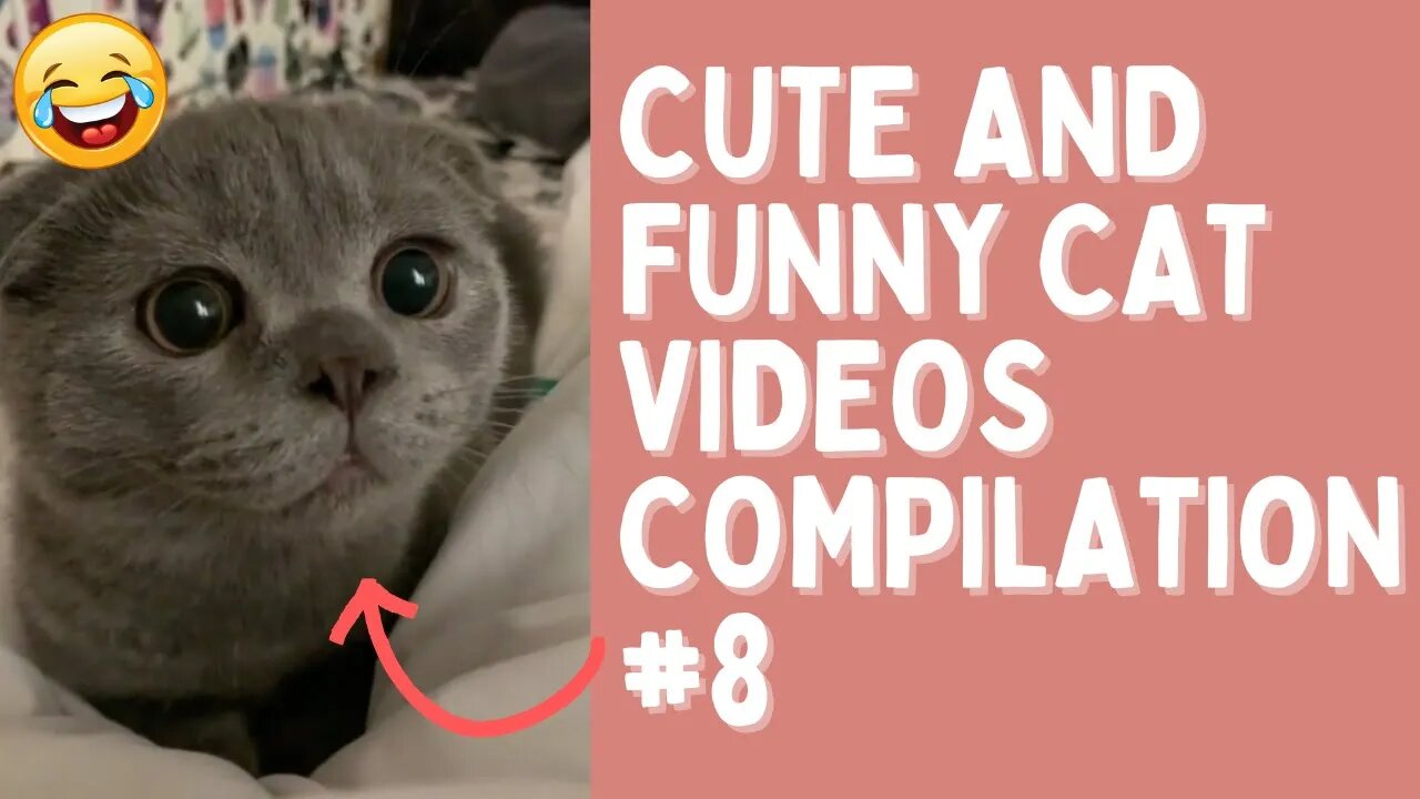 Cute and Funny Cat Videos Compilation to put you in a better mood #8🐱