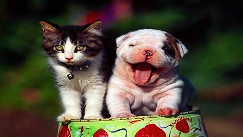 "Pet-tastic Laughs: Hilarious Comedy Videos with Our Furry Friends!"