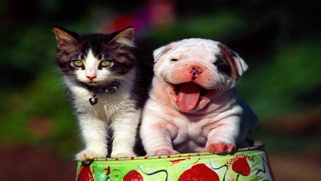 "Pet-tastic Laughs: Hilarious Comedy Videos with Our Furry Friends!"