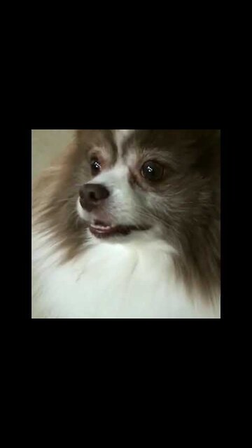 Dog Status Short Video