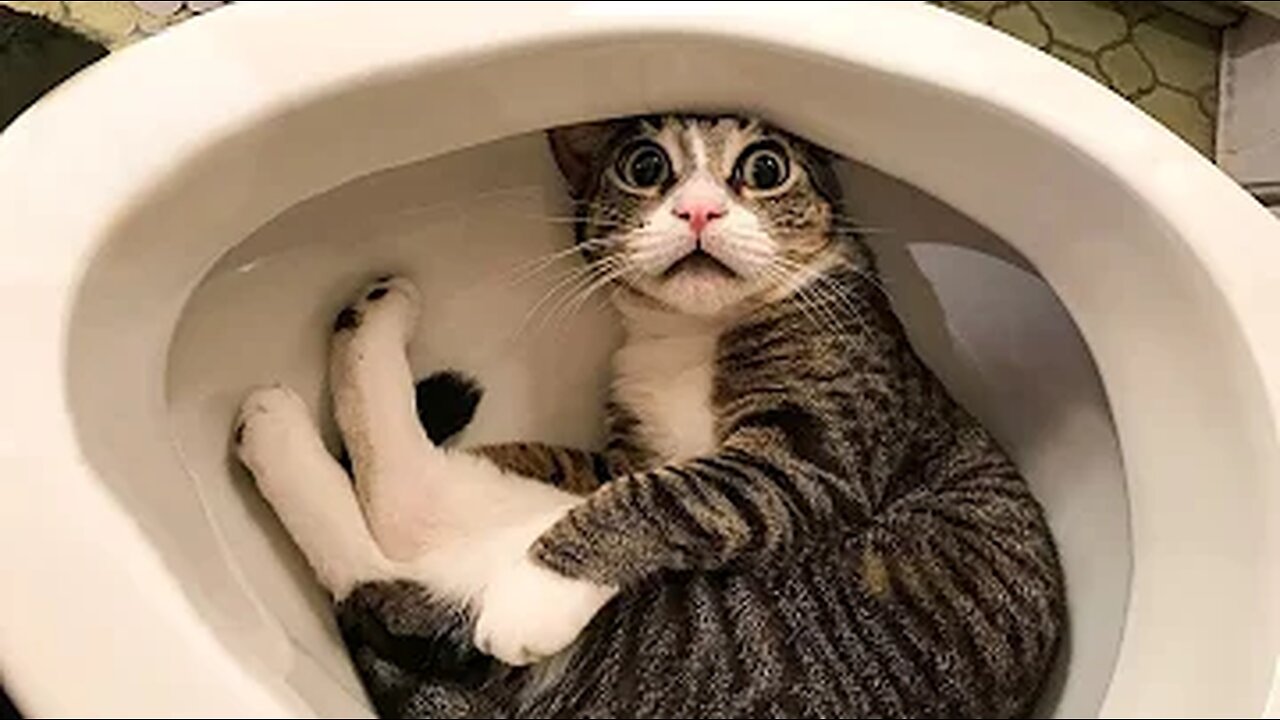 Vidéos Drôles de Chats et de Chiens 🐶🐱 Animaux Drôles