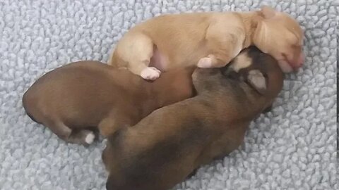 J Litter-1 week old today