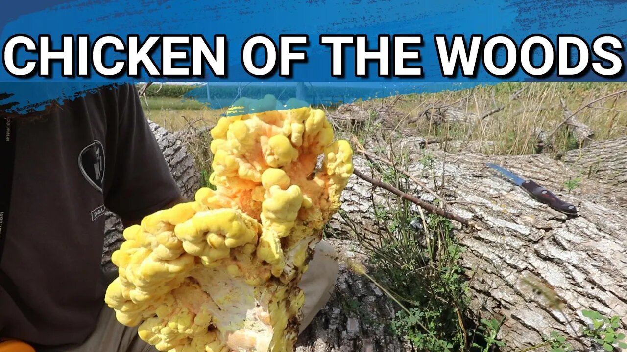 On the Hunt For Chicken of the Woods Mushroom