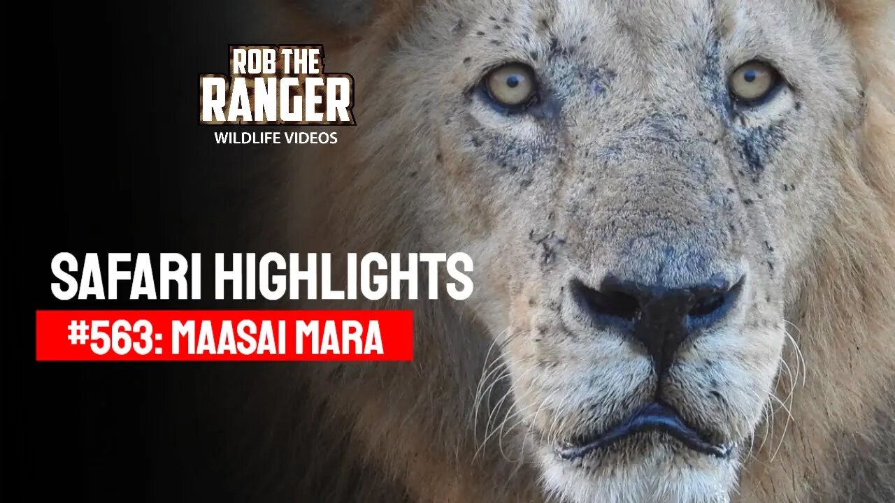 Safari Highlights #563: 10 & 11 October 2020 | Maasai Mara/Zebra Plains | Latest Wildlife Sightings