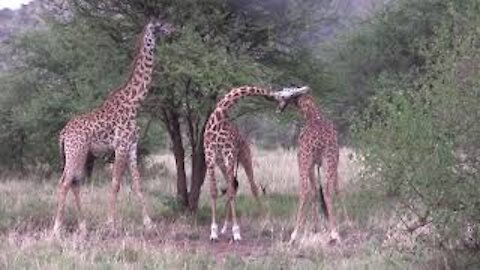 Giraffes Fighting