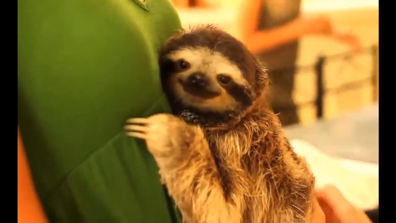 SLOTHS FUNNY MOMENT!!