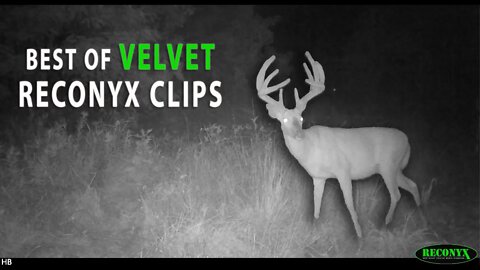 Best Of VELVET Reconyx Clips!