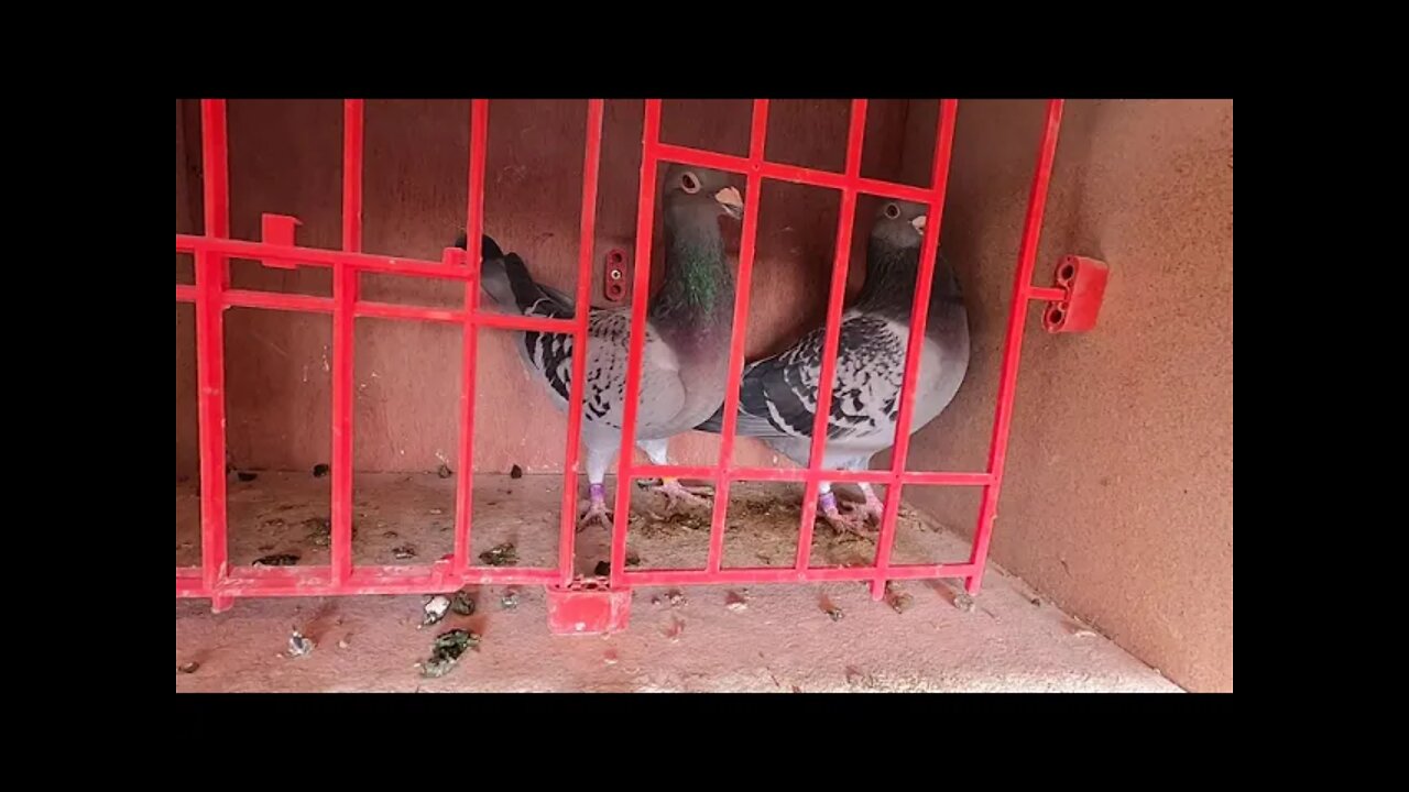 Birds paired up , one hen pecked . using go pro 8.