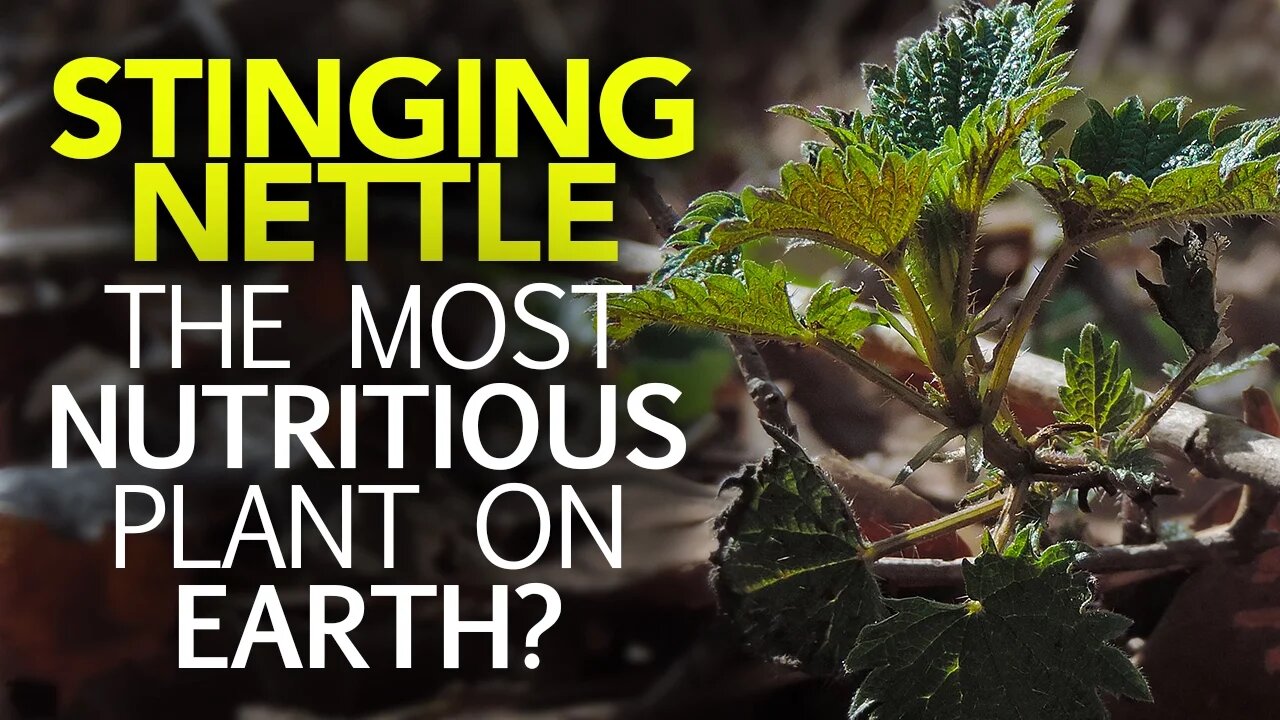 Stinging Nettle — The Most Nutritious Plant On Earth? Learn Your Land