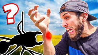 STUNG BY THE MOST VENOMOUS INSECT IN THE WORLD!