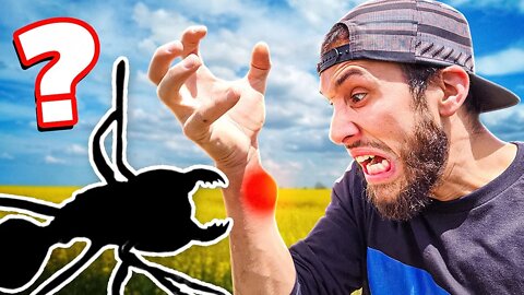 STUNG BY THE MOST VENOMOUS INSECT IN THE WORLD!