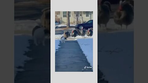 The good boy was never afraid of the gang! ❤️😂😂