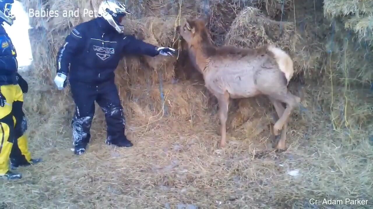 Funny Different Animals Chasing and Scaring People - IV
