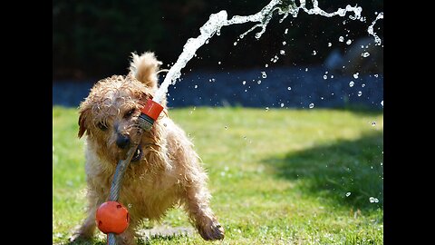 Dogs playing with amazing movement