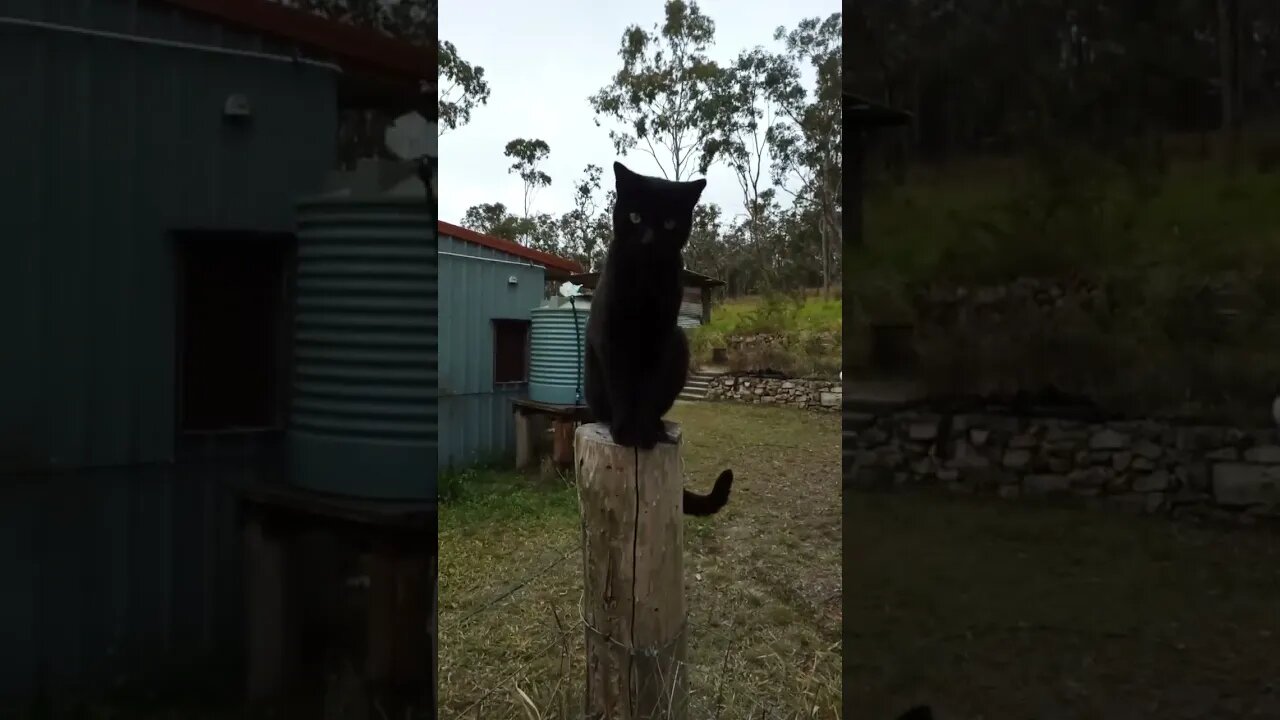 Black Cat on a post