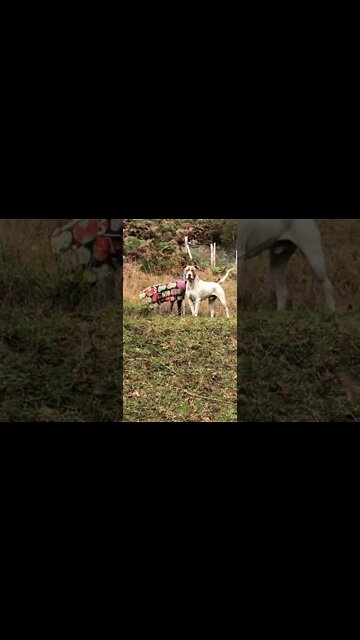 Disabled greyhound and large pittie are good friends