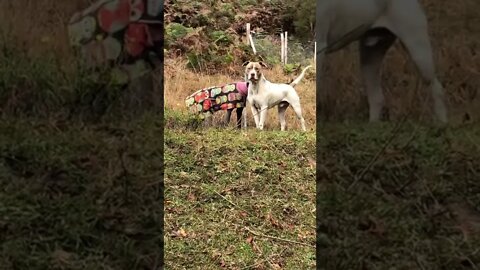 Disabled greyhound and large pittie are good friends