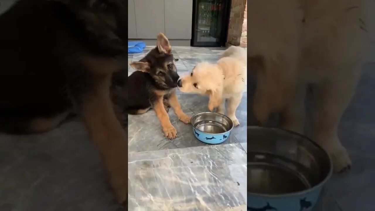 puppies #youtubeshorts #shorts