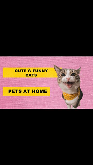 Kungfu Cat | Cute And Funny Cats | Pets At Home