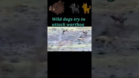 wild dogs try to attack warthog 2022🐗#shorts #youtubeshorts #shortvideo