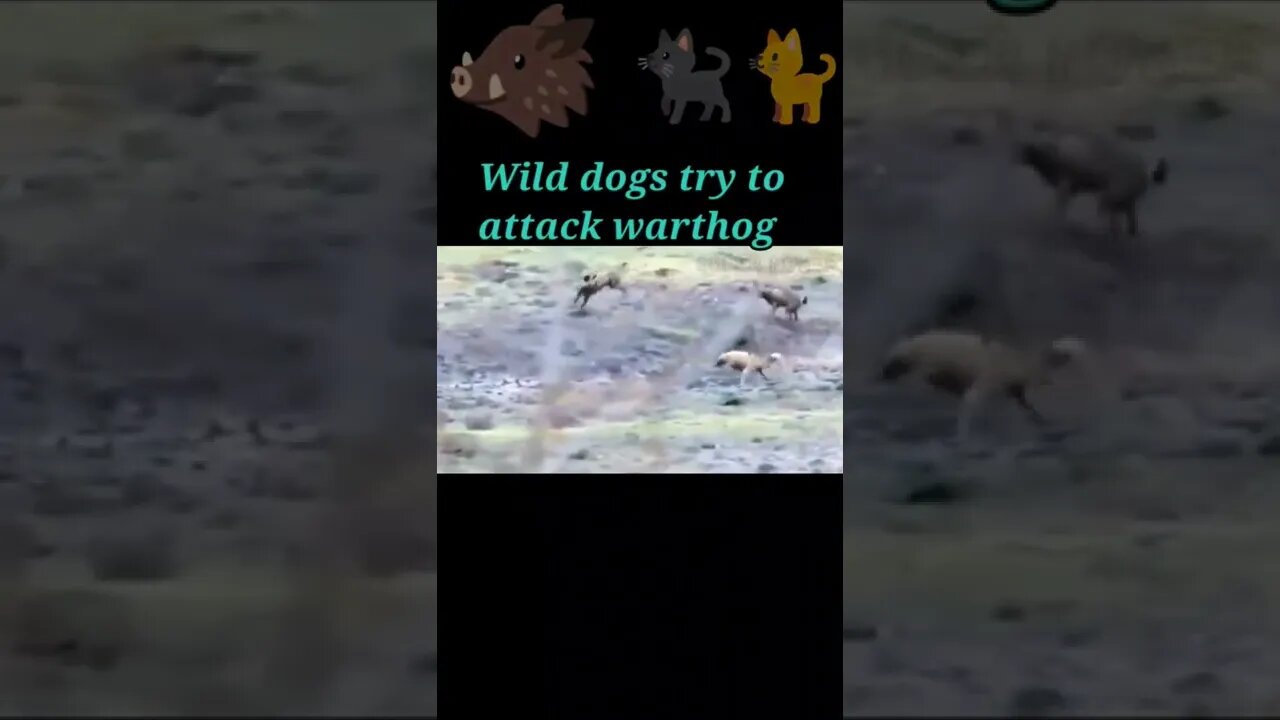 wild dogs try to attack warthog 2022🐗#shorts #youtubeshorts #shortvideo