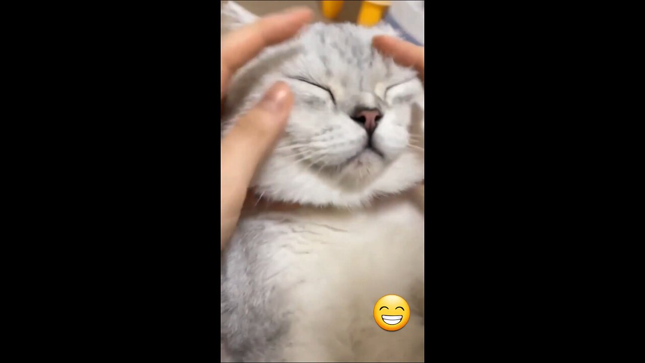 Funny Cat Videos, Try Not To Laugh 😂
