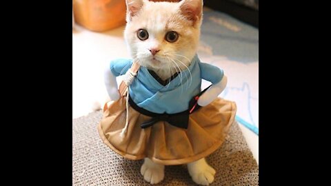 #cat #funny #animal It's TIME for SUPER LAUGH! - Best FUNNY CAT videos