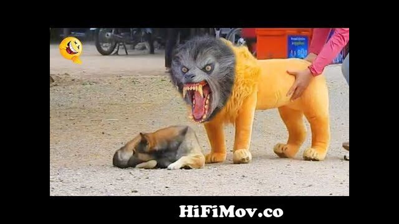 Troll Prank Dog. funny video