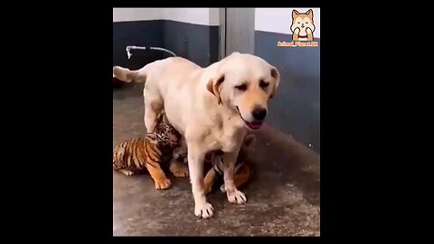 baby tigers