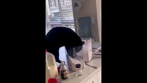 funny videos