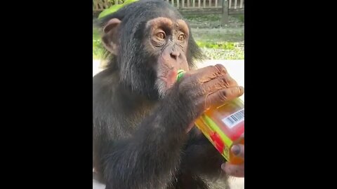 Chimp drinking from bottle