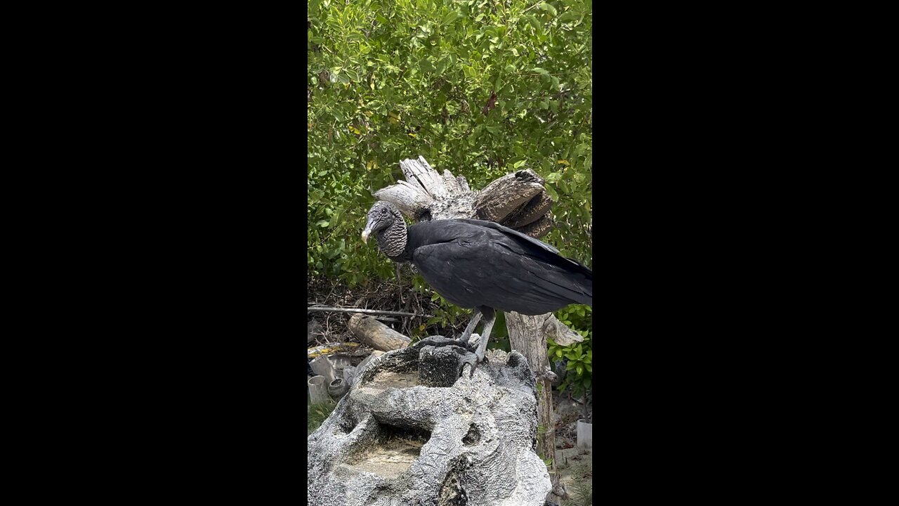 Thirsty Vulture!