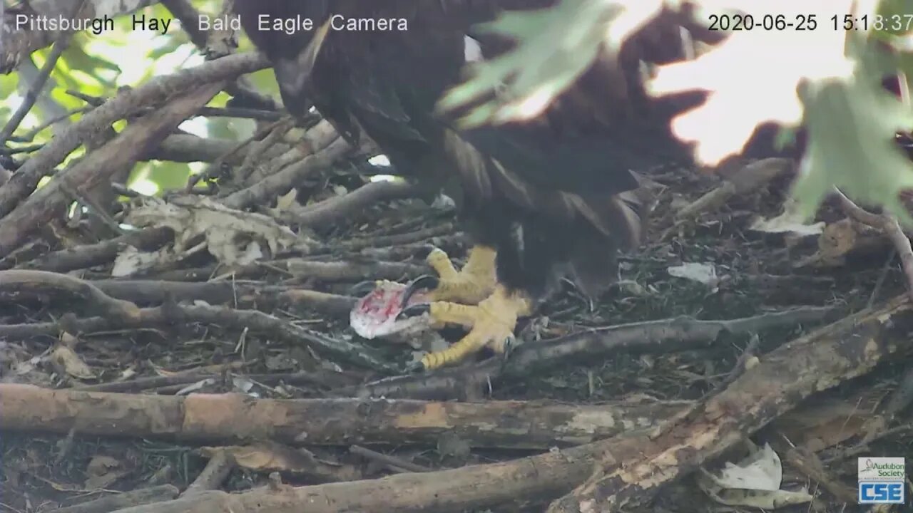 Hays Eagles H12 perfecting eating skills 2020 06 25 315pm