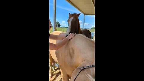 Funny Horse 😂😍