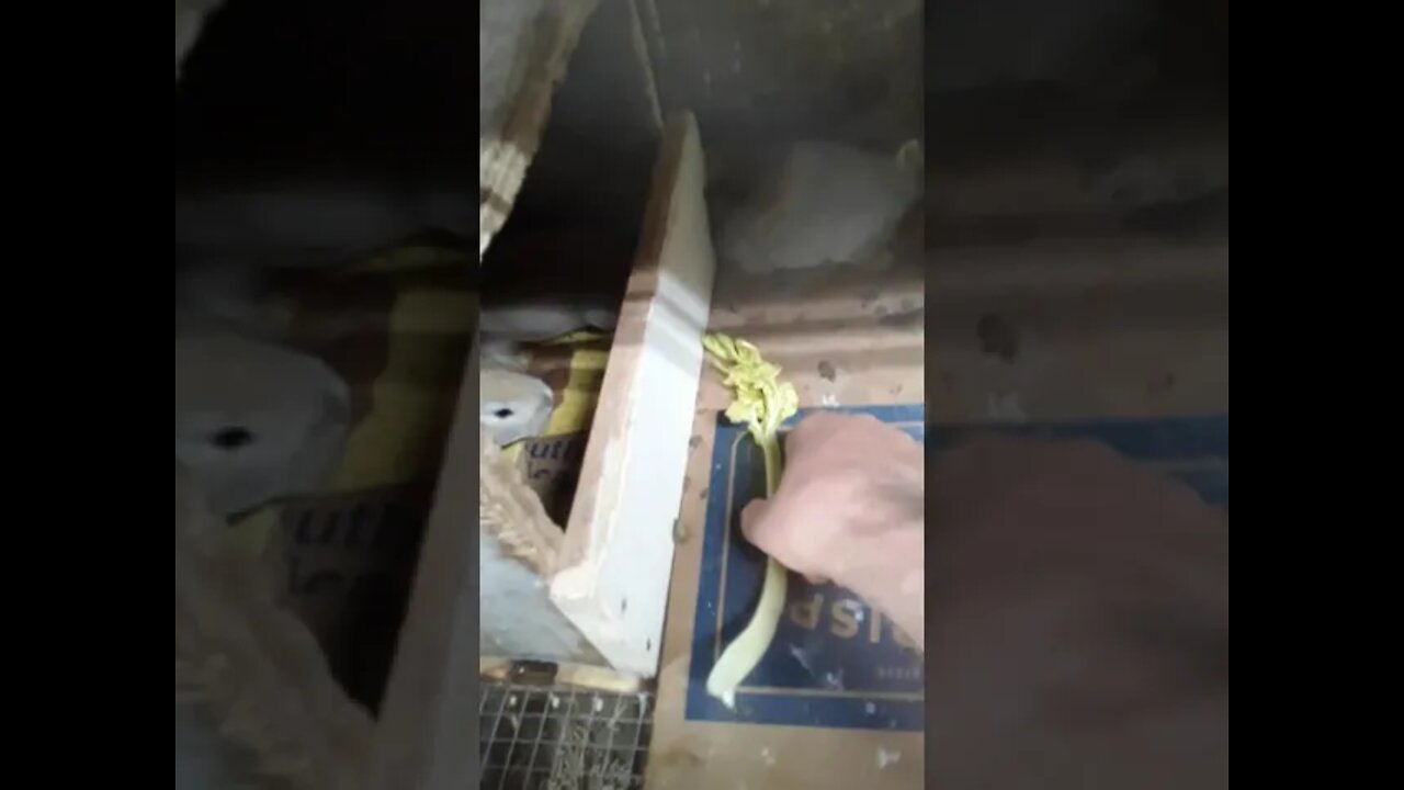 Rabbits pups are 3 weeks old