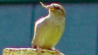 IECV NV #315 - 🐤Female House Sparrow On The Lookout 5-18-2017