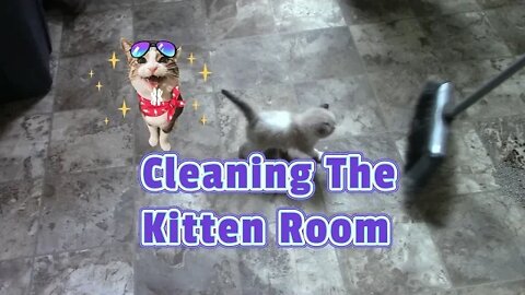 Cleaning The Kittens Room 😺