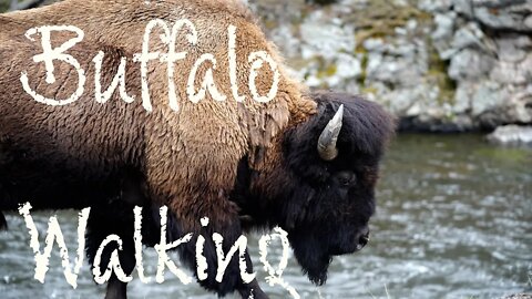 Buffalo Walking