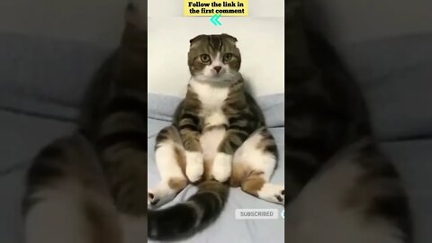 cute cat videos 😹 funny videos 😂 666 😻 #shorts #shortsfunny #cutecat #catvideos #catsfood #catscare