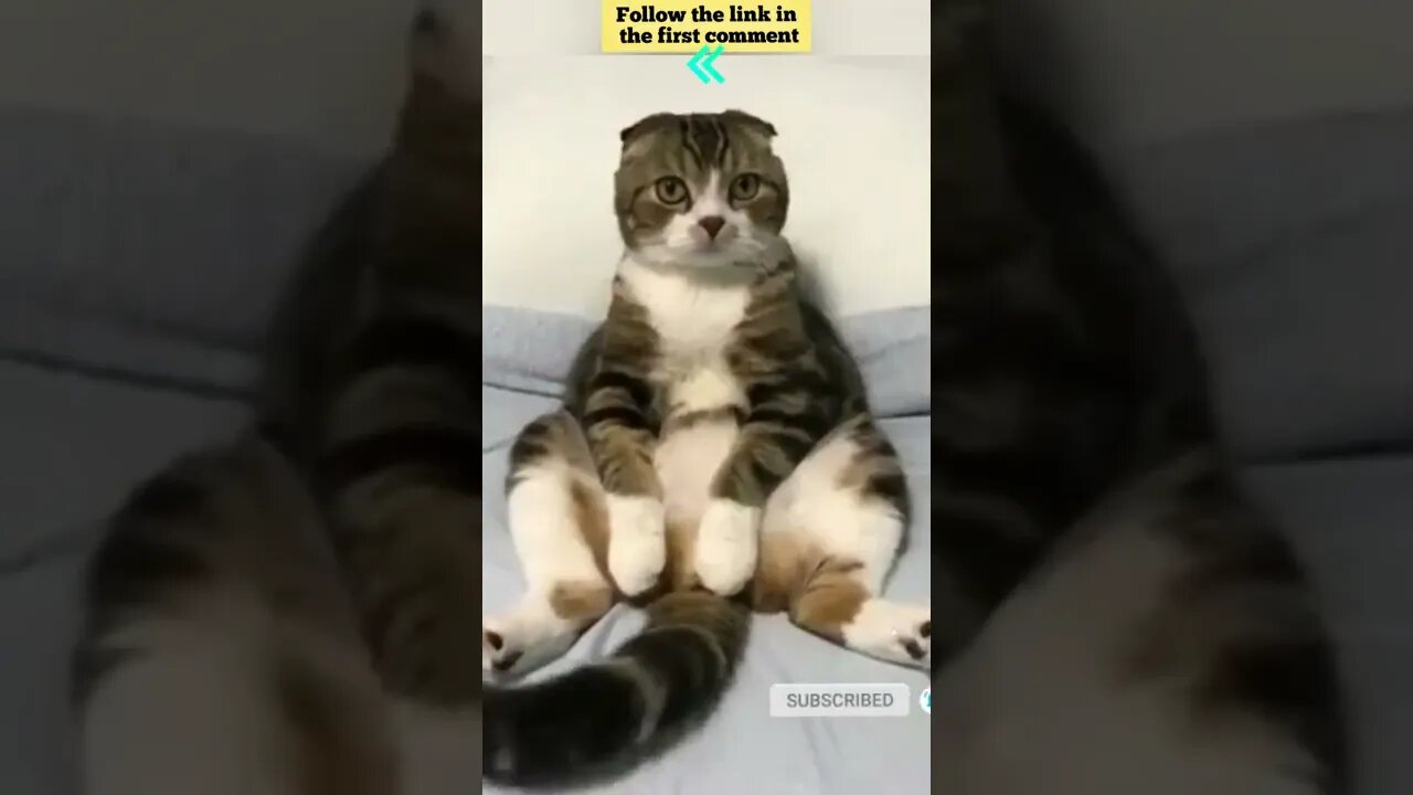 cute cat videos 😹 funny videos 😂 666 😻 #shorts #shortsfunny #cutecat #catvideos #catsfood #catscare