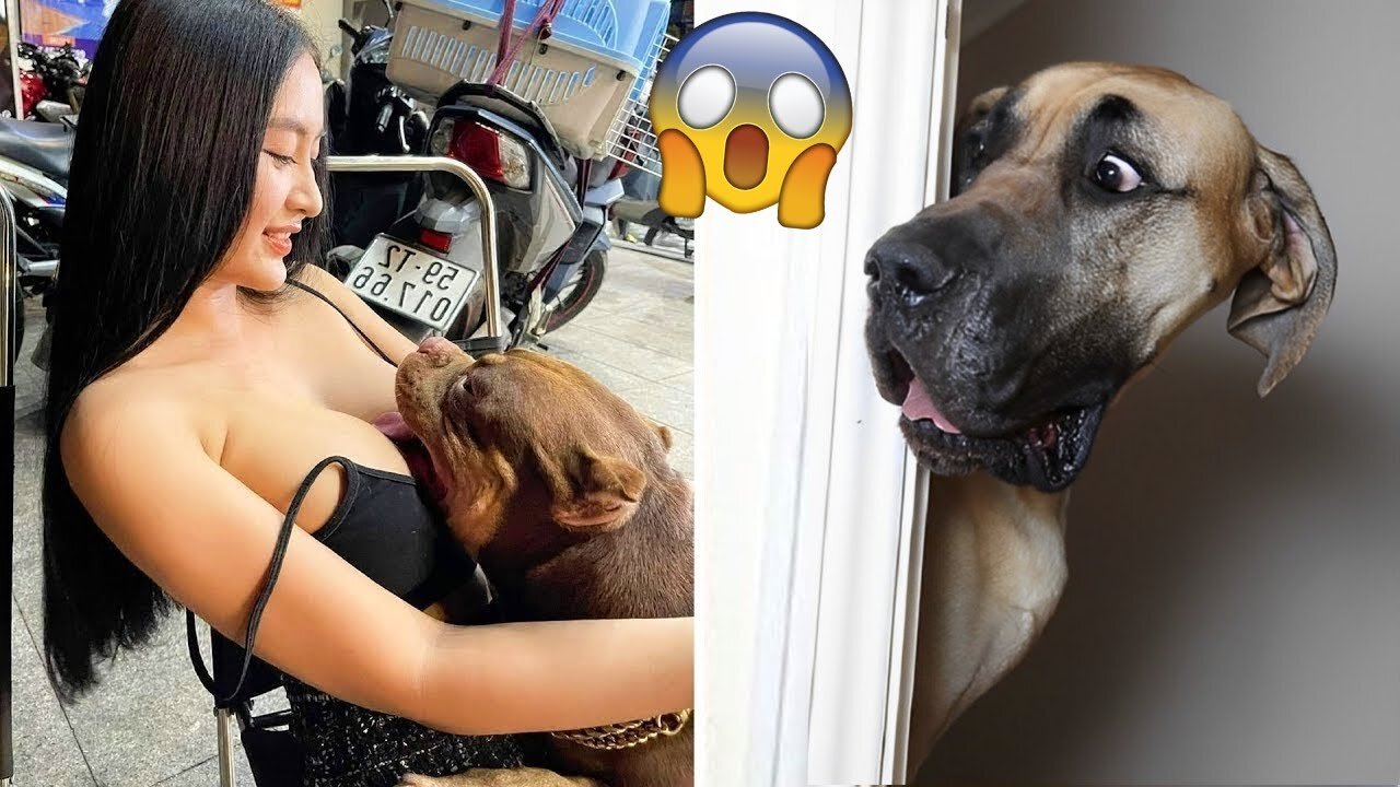 Funniest Animals Videos 2023 😍 Funniest Dogs And Cats 🐱🐶
