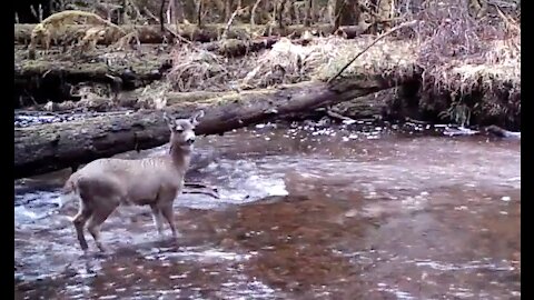 A Trail Across a Creek, Winter 2021