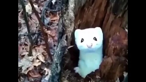 Gorgeous white mink checking out a hiker from their tree