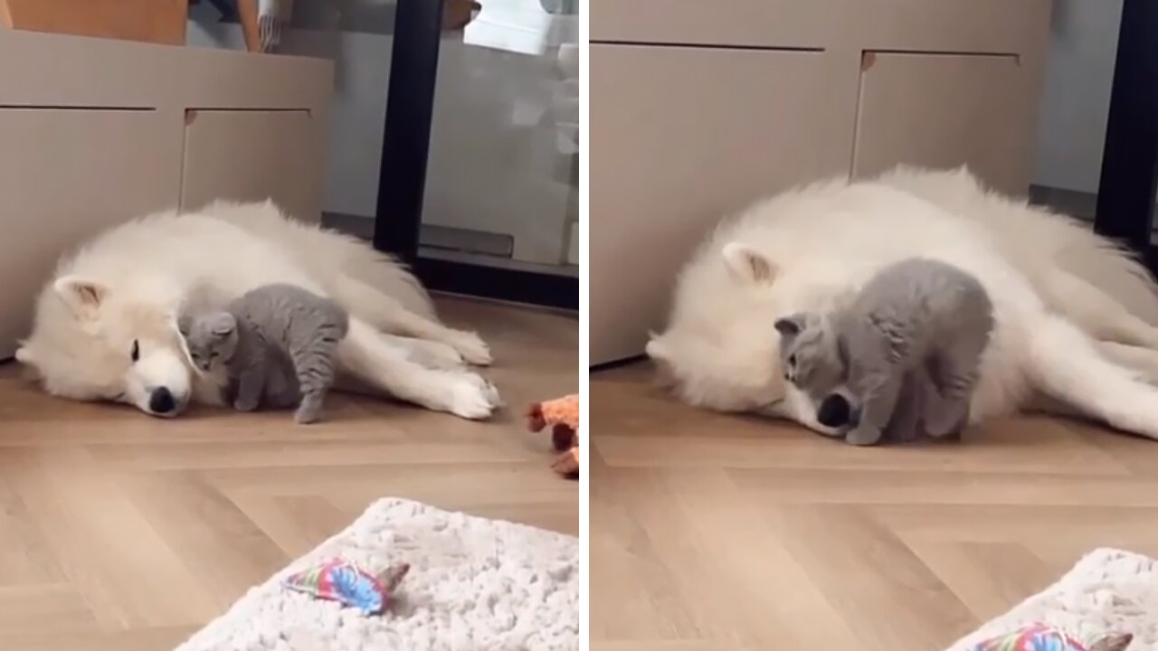 Affectionate Kitty Can't Stop Cuddling With Fluffy Pup