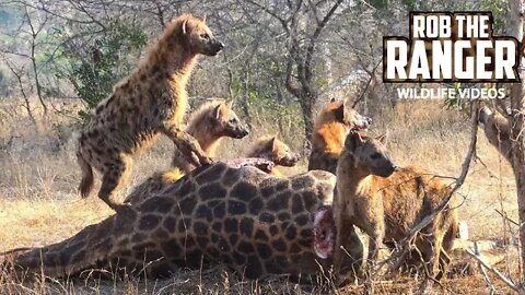 Giraffe Feast For Hyenas | Natures Garbage Disposal!